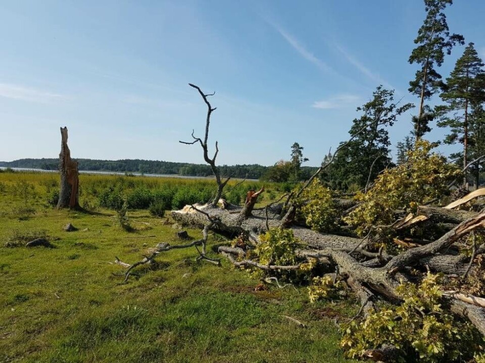 Tromben som drog in över Ängsö den 18 augusti välte bland annat flera stora ekar. Foto: Alf Ericson/Länsstyrelsen