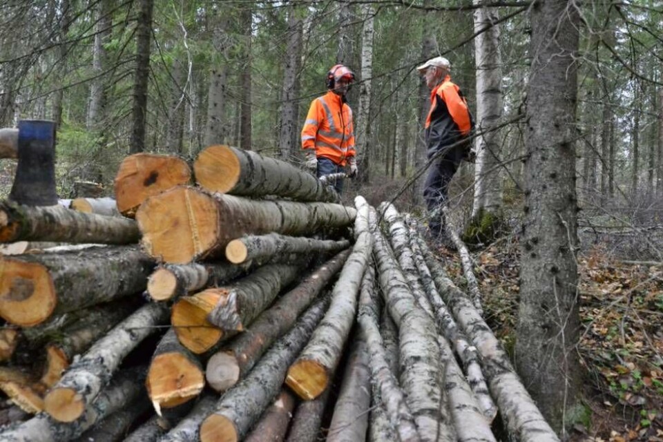Nu gallras skogen på Bjurhovda – för att öka tryggheten i området