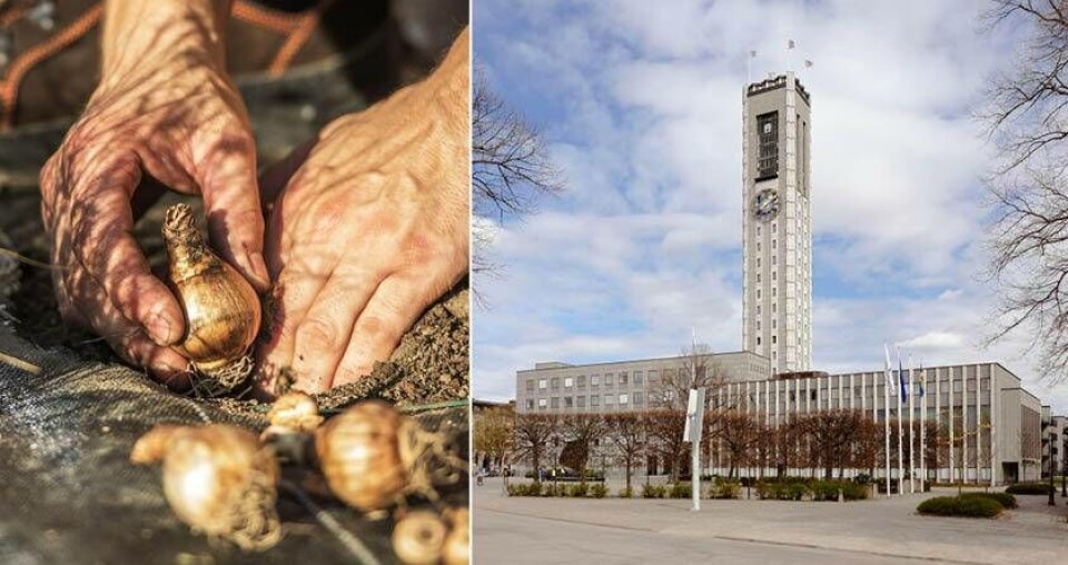 Kommunen skänker bort sina blomsterlökar