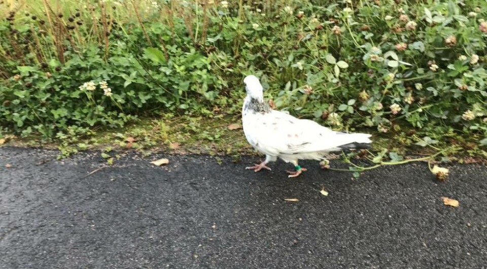 Den här vilsna och ringmärkta duvan bor vid en cykelbana på Bäckby sedan några dagar tillbaka. Foto: Läsarbild