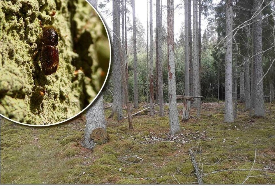 Trots blötare och kallare väder denna sommar tycks den andra generationens granbarkborrar även i år orsaka skador i relativt stor omfattning. Foto: Gunnar Isacsson, Skogsstyrelsen