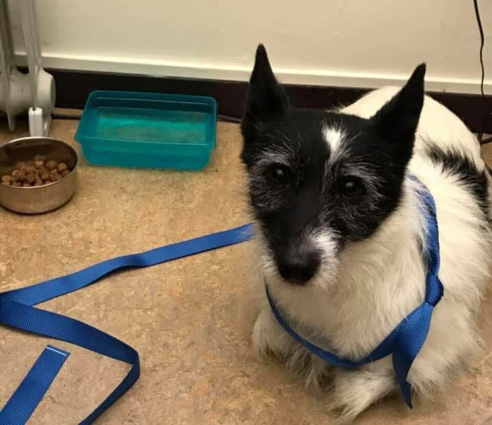 Polisen söker efter ägaren till den bortsprungna hunden. Foto: Polisen Västerås