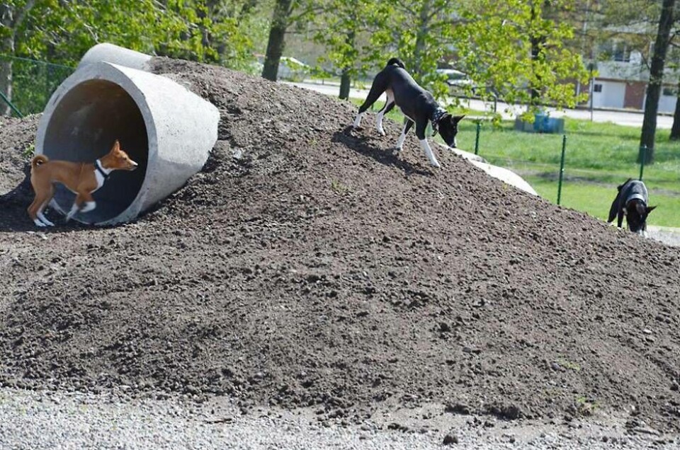I hundrastgårdarna kan man både rasta och aktivera sin hund. Foto: Sala kommun