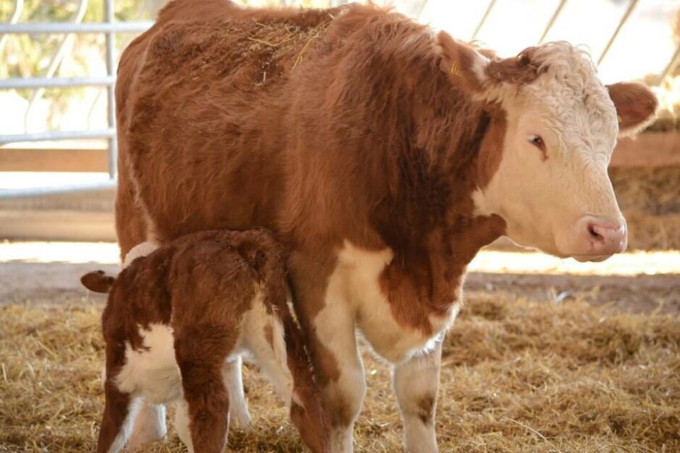 När Malin tog över var det mer av en spannmålsgård, så hon började först med att köpa in 30 stycken dikor. Foto: Privat När Malin tog över var det mer av en spannmålsgård, så hon började först med att köpa in 30 stycken dikor. Foto: Privat