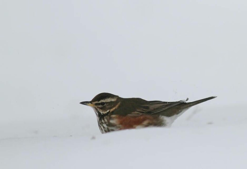 Rödvingetrast är en nordlig art som minskat i Västmanland. Foto: Jörgen Lindberg