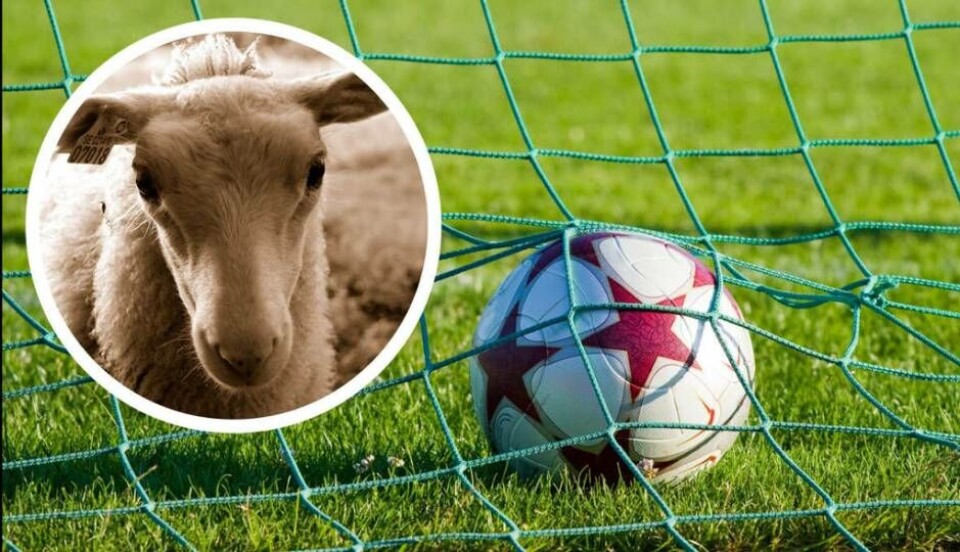 Polisen fick jaga får på fotbollsplanen