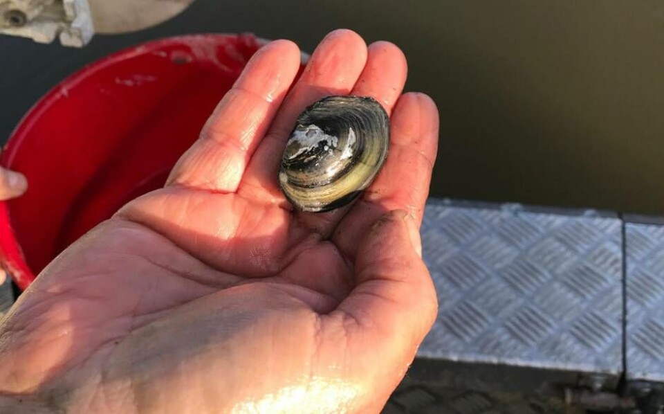 En av de rödlistade musslorna, en flat dammussla, som just plockats upp från vågbrytaren i Västerås hamn. Foto: Elin Göthe Nord/Västerås stad