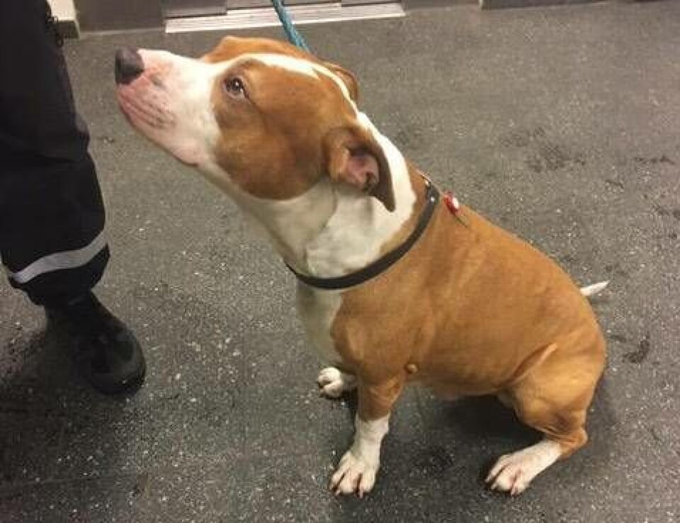 Polisen sökte ägaren till upphittad hund