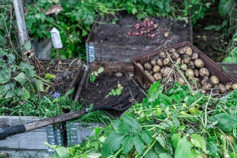 Ett kok färskpotatis kan vara något av det godaste sommaren har att erbjuda. Foto: Farbror Grön