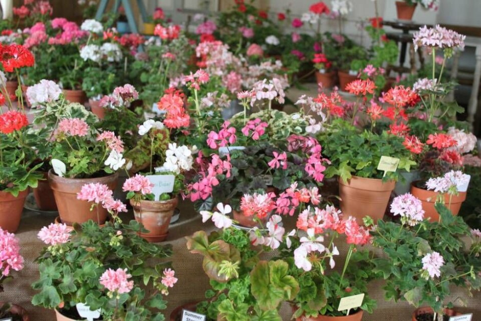 Sveriges största pelargonutställning pågår lördag–söndag på Vallby Friluftsmuseum. Foto: Vallby Friluftsmuseum
