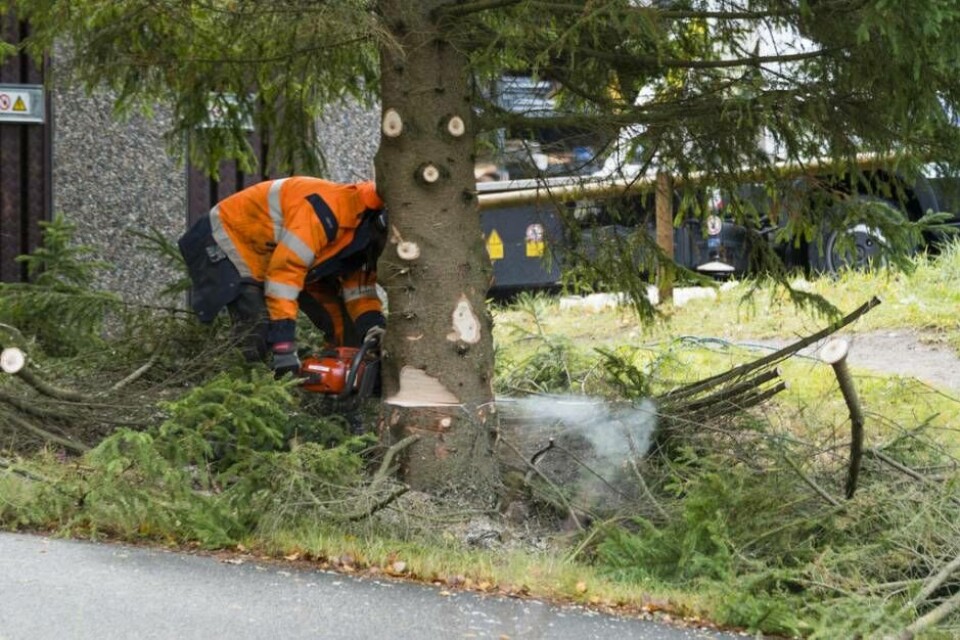 Grönytor ska gallras – cykelbanor kan spärras av