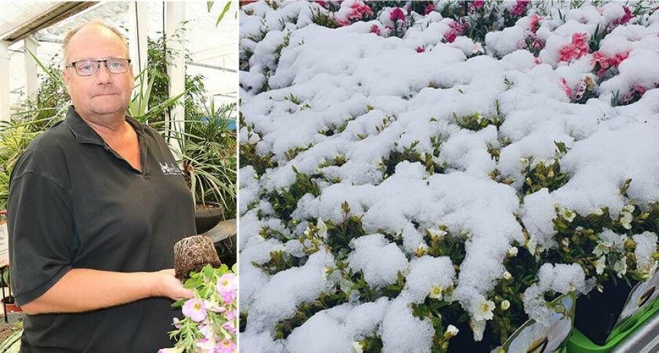 Thomas Norell från Norells trädgårdscenter varnar för att de kommande nätterna kan bli kalla – och därmed är trädgårdsblommorna i fara. Foto: Helena Andersson Thomas Norell från Norells trädgårdscenter varnar för att de kommande nätterna kan bli kalla – och därmed är trädgårdsblommorna i fara. Foto: Helena Andersson