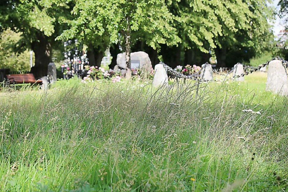 Ängsmark. På delar av Wallinska kyrkogården får gräset växa fritt. Foto: Helena Andersson