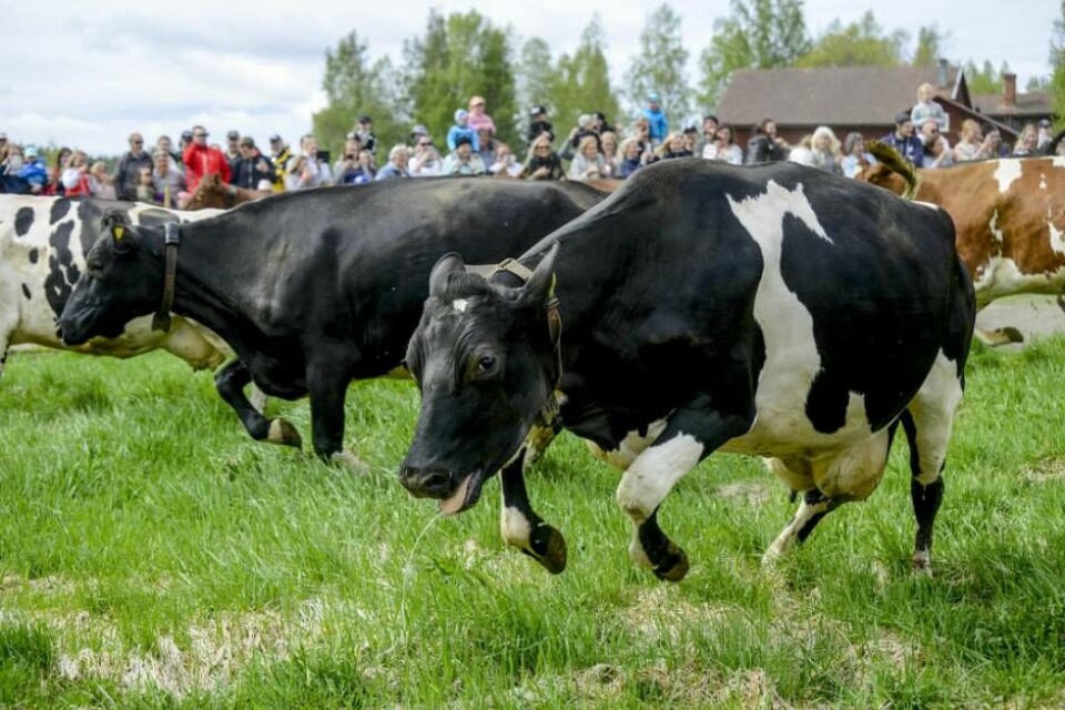 Ett kosläpp ett annat år, någon annanstans i Sverige. Foto: MOSTPHOTOS