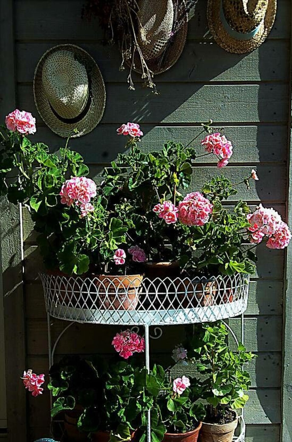 Klassikern. Mårbackapelargonen är en av de mest spridda gamla pelargonerna, men är namnet till trots inte på något sätt en värmländsk specialitet. Den förekommer över hela Sverige och någon direkt koppling till författarinnan Selma Lagerlöfs hem Mårbacka har varit svårt att påvisa. Foto: Björn Holmberg×1 / 4Visa bildtextBild 1 av 4 Klassikern. Mårbackapelargonen är en av de mest spridda gamla pelargonerna, men är namnet till trots inte på något sätt en värmländsk specialitet. Den förekommer över hela Sverige och någon direkt koppling till författarinnan Selma Lagerlöfs hem Mårbacka har varit svårt att påvisa. Foto: Björn Holmberg×1 / 4Visa bildtextBild 1 av 4