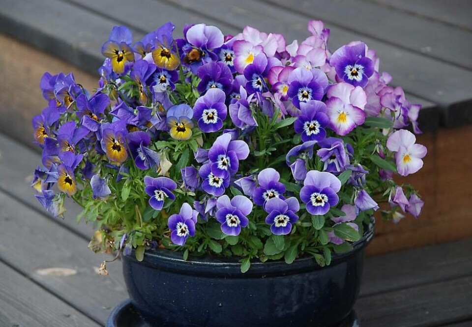 Tålig blomma. Pensér är en tålig vårblomma som finns i flera vackra färger. Foto: Most photos
