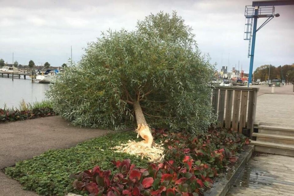 Foto: SUSANNA ERIKSSON