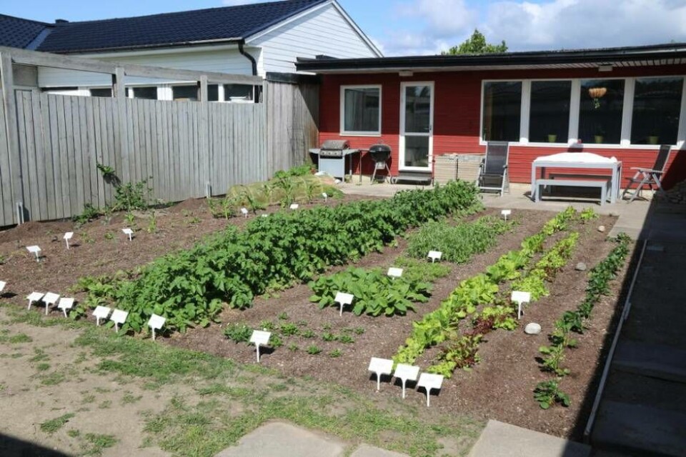 Innergården har grävts upp, gräsmattan är borta och används nu för mer odlingar. Foto: Helena Andersson