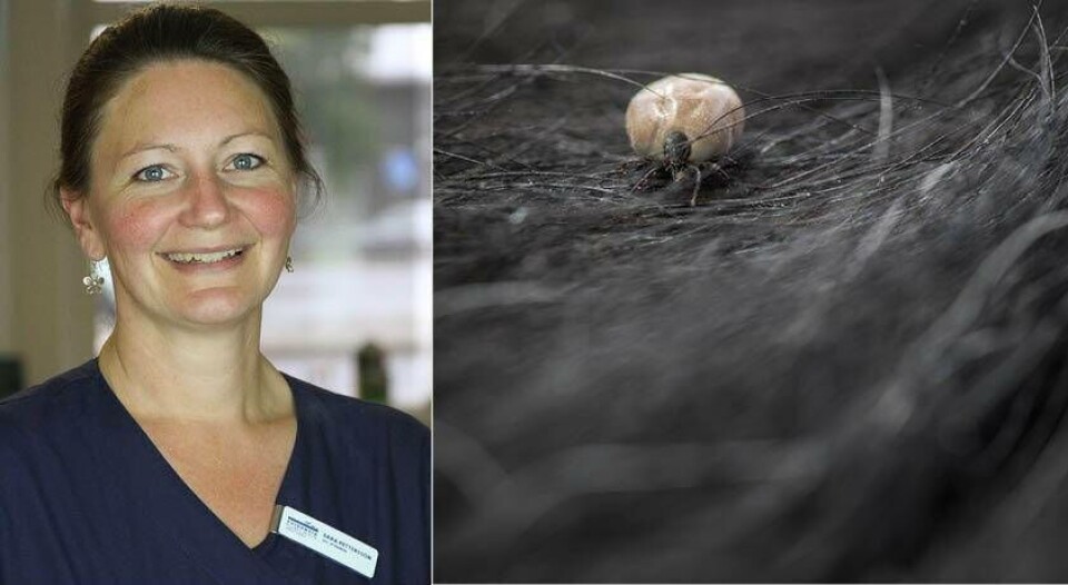 Sara Pettersson, chefsveterinär på Evidensia Djurkliniken i Västerås.