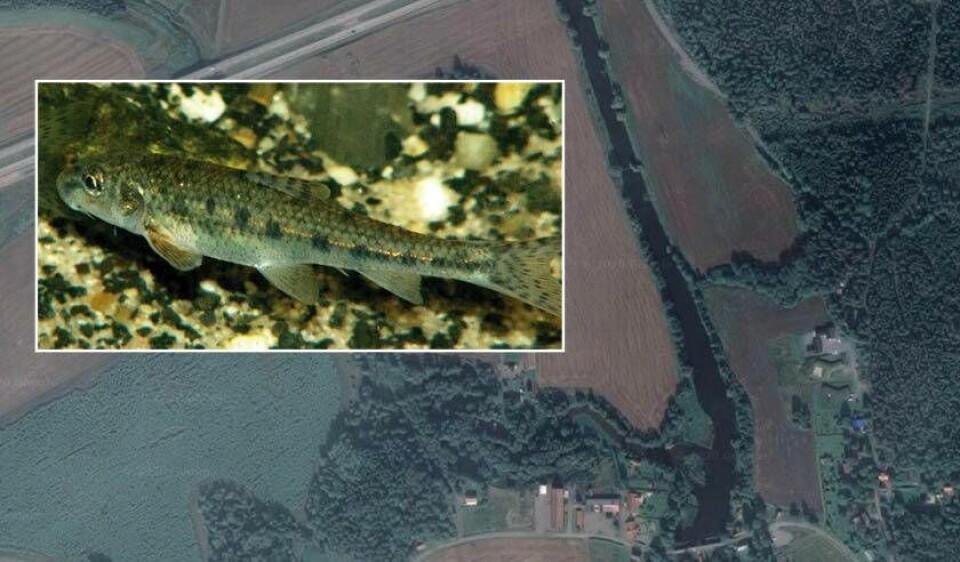 Spår av den unika fiskarten sandkrypare har funnits i Sågån vid bland annat Nykvarn. Foto: Wikipedia/Google Spår av den unika fiskarten sandkrypare har funnits i Sågån vid bland annat Nykvarn. Foto: Wikipedia/Google