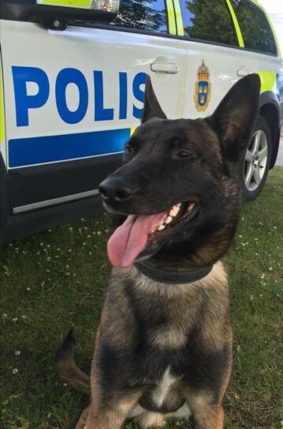 Polishunden Kops fångade inbrottsstjuven och hyllas som veckans hjälte. Foto: Polisen×1 / 3Visa bildtextBild 1 av 3