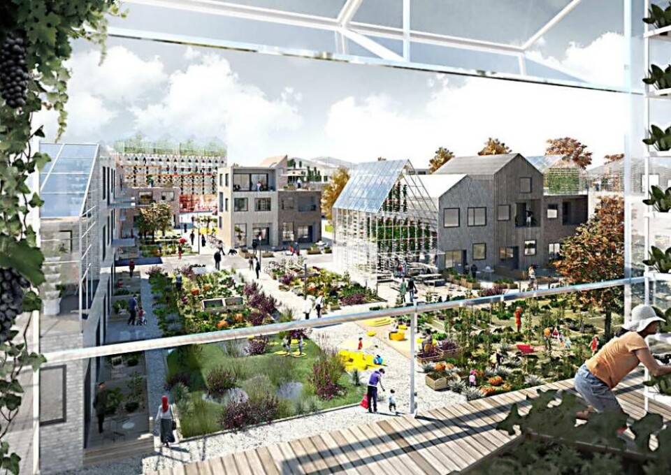 Möjligheter till odling ska erbjudas i hela stadsdelen, såväl på allmän platsmark som på kvartersmark. Detta kan enligt planförslaget utformas på flera sätt, som odlingslotter som med fördel fördelas mellan invånarna i stadsdelen men även genom tilldelning till intresserade från andra stadsdelar som ett sätt att främja möten människor emellan. Det ska även erbjudas odling på bostadsgårdar och allmänna frukt och bärträdgårdar ska anläggas i stadsdelen.