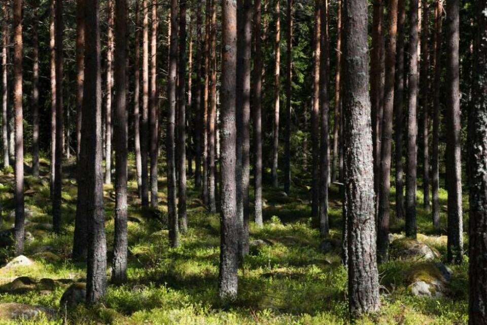 Insändare: Bevara Råbyskogen