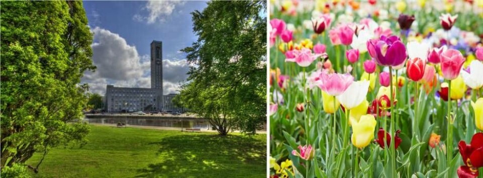 Västerås stad skänker blomsterlökar