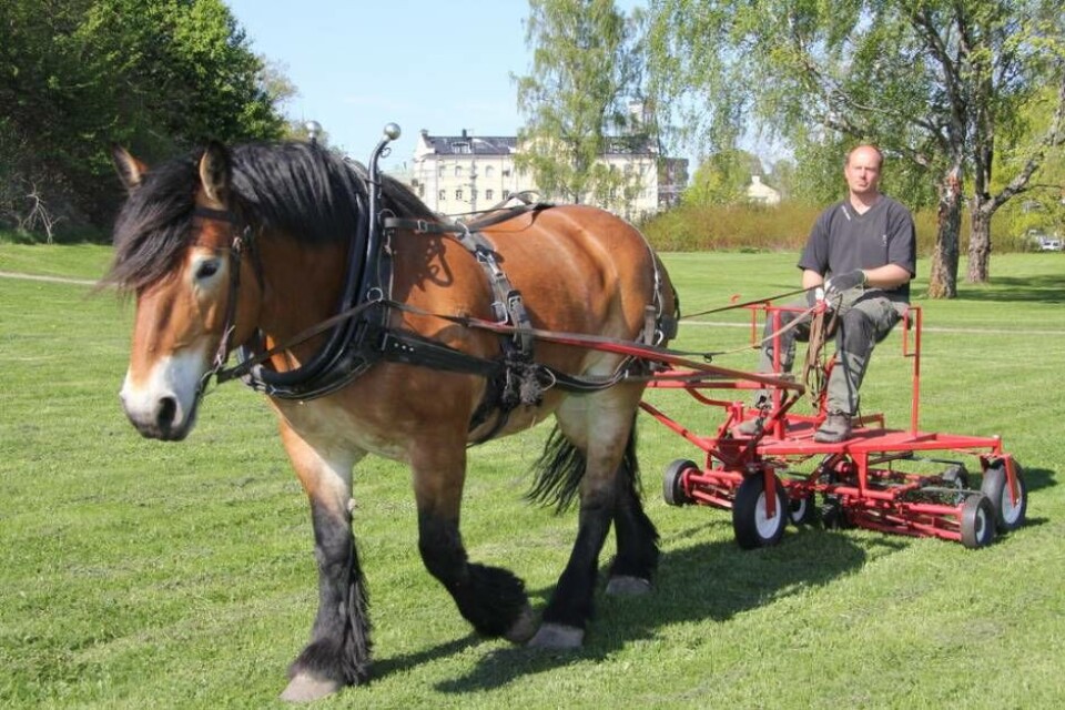Färdigklippt för Häst- och grönsaksbonden. Foto: Helena Andersson