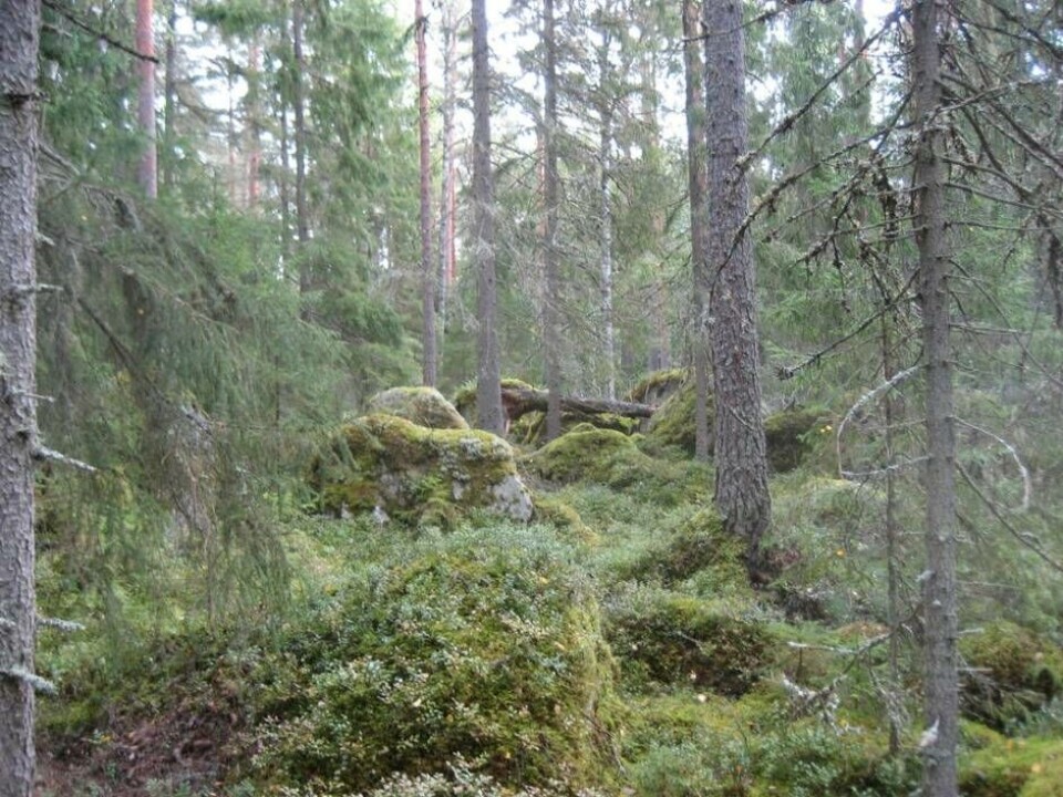Gammal barrskog vid Härsta. Foto: Henrik Berg/Länsstyrelsen
