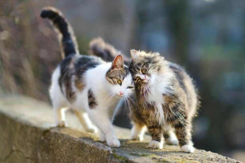 Kattkänslor som kan leda till oönskade kattungar. Foto: Mostphotos