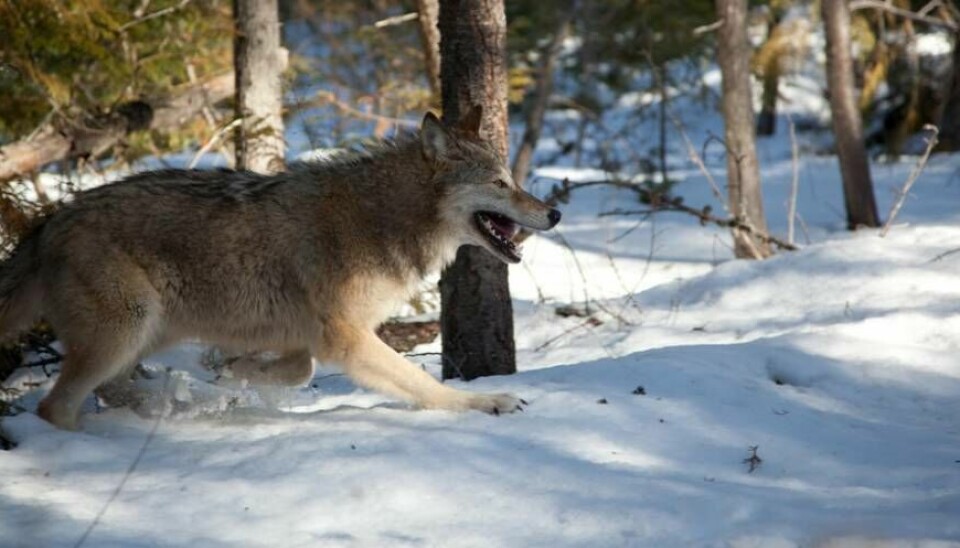 Den 2 januari inleds årets vargjakt. Maximalt får sex vargar skjutas i Västmanland.