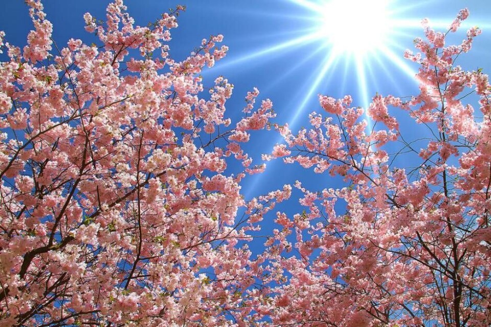 Vårsol. Underbart med sol och blommor – men för pollenallergikerna väntar en jobbig tid. Foto: Mike Richter×1 / 2Visa bildtextBild 1 av 2