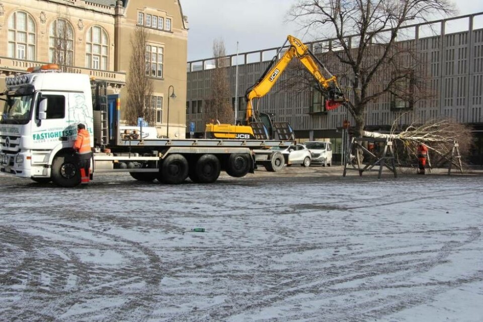 Påskriset kom på plats under måndagsförmiddagen. Foto: Helena Andersson×1 / 9Visa bildtextBild 1 av 9