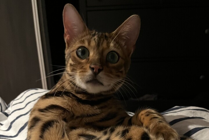 Bengalkatten Kenzo har blivit TikTok-kändis. Bengalkatten Kenzo har blivit TikTok-kändis.