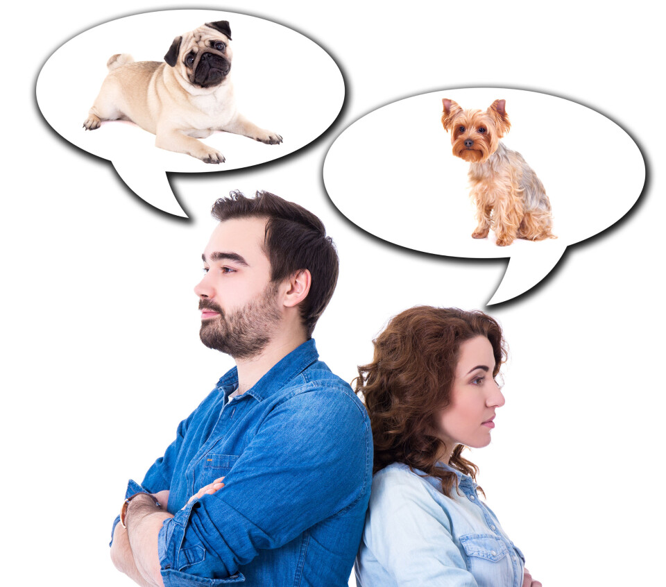 Delad vårdnad? Vid en konfliktfylld relation är det lätt att en hund hamnar i kläm, vem ska ta hand om hunden?