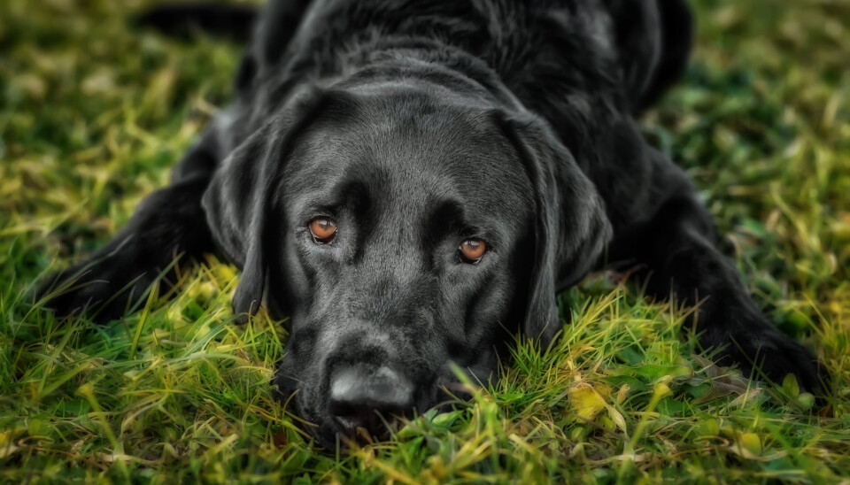 Labrador toppar listan över populäraste hundraserna i Sverige. Labrador toppar listan över populäraste hundraserna i Sverige.