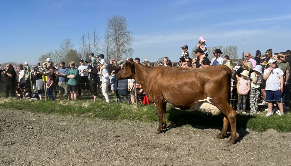Kosläpp i vårsolen.