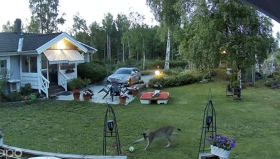 När Viola och hennes man vaknade och tittade på övervakningsfilmen fick de se att de under natten haft besök av ett lodjur som lekte med fotbollarna som låg ute på tomten. När Viola och hennes man vaknade och tittade på övervakningsfilmen fick de se att de under natten haft besök av ett lodjur som lekte med fotbollarna som låg ute på tomten.