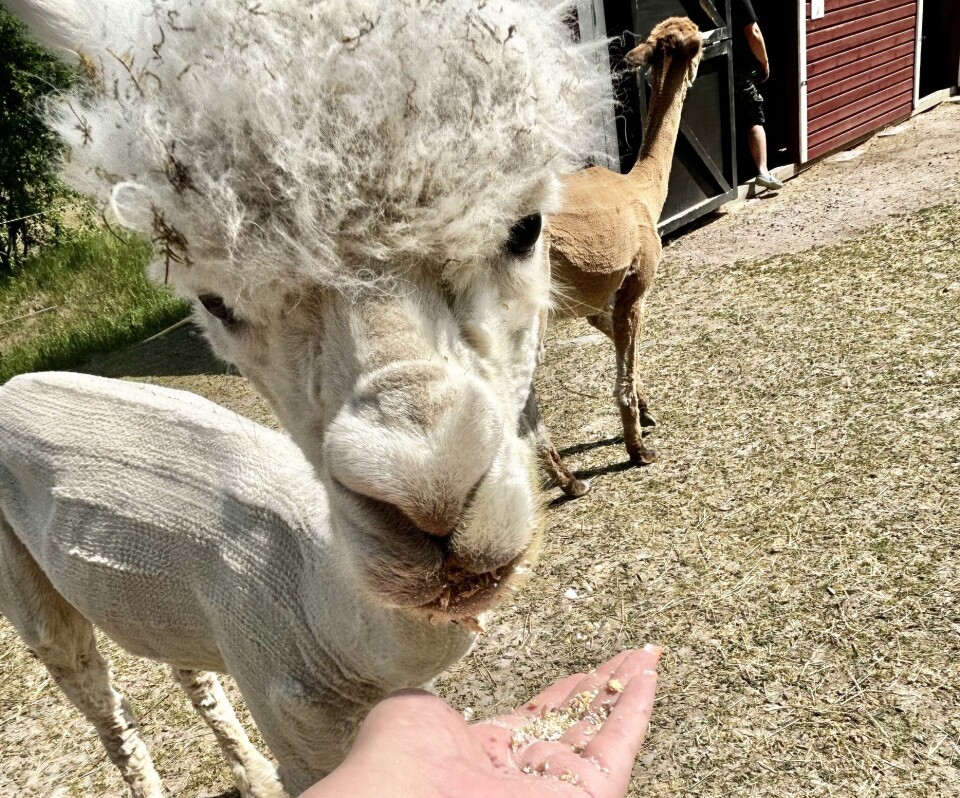 På Stall Klockartorp får besökarna en nära kontakt med djuren.
