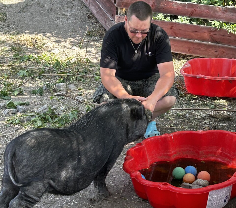 Minigrisar har ett nästan hundlikt beteende och kommer gärna fram och nosar på besökare till deras hägn.