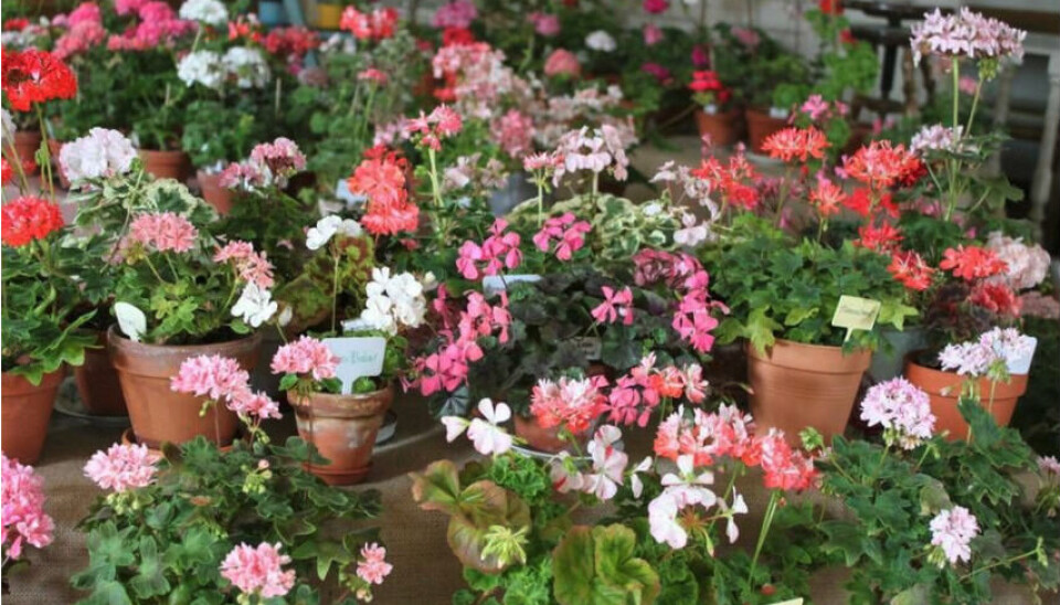 Färgerna är många, liksom dofterna, när det är dags för den stora pelargonutställningen igen i helgen.