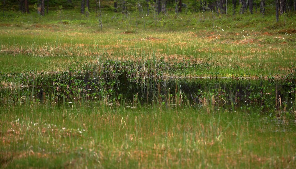 Våtmark i norra Sverige.