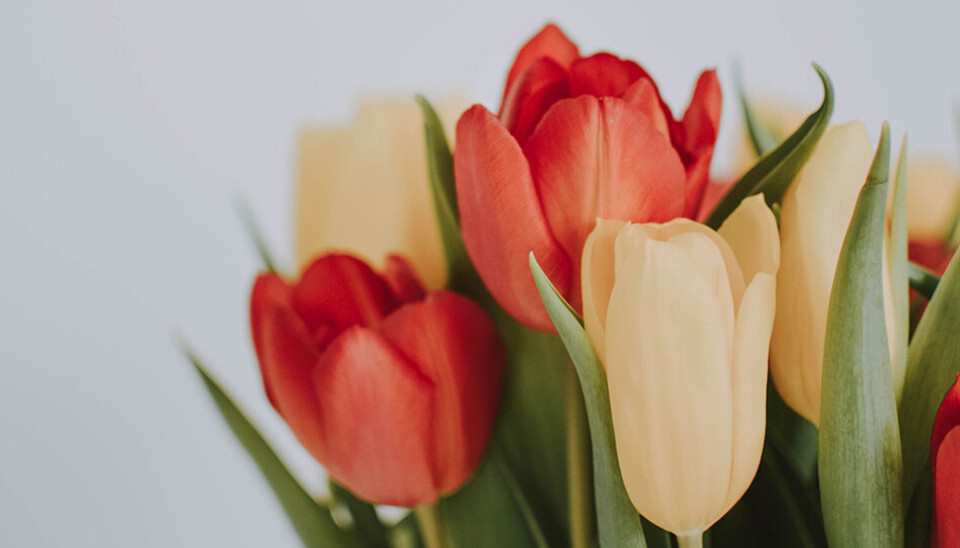 Blommiga nyheter: Nytt företag i Sverige specialiserar sig på blomsterlökar