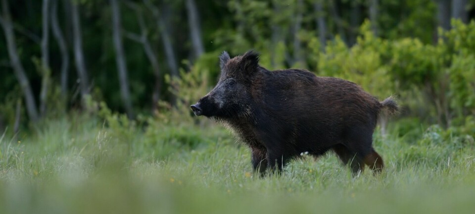 Fagersta kommun har gått upp i begränsat stabsläge efter utbrottet av svinpest.