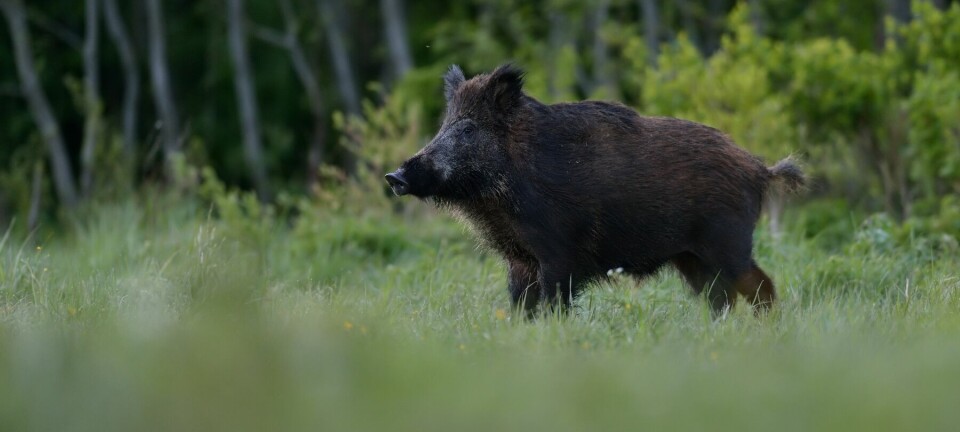 Ytterligare fall av svinpest har konstaterats efter att prover från döda vildsvin har analyserats.