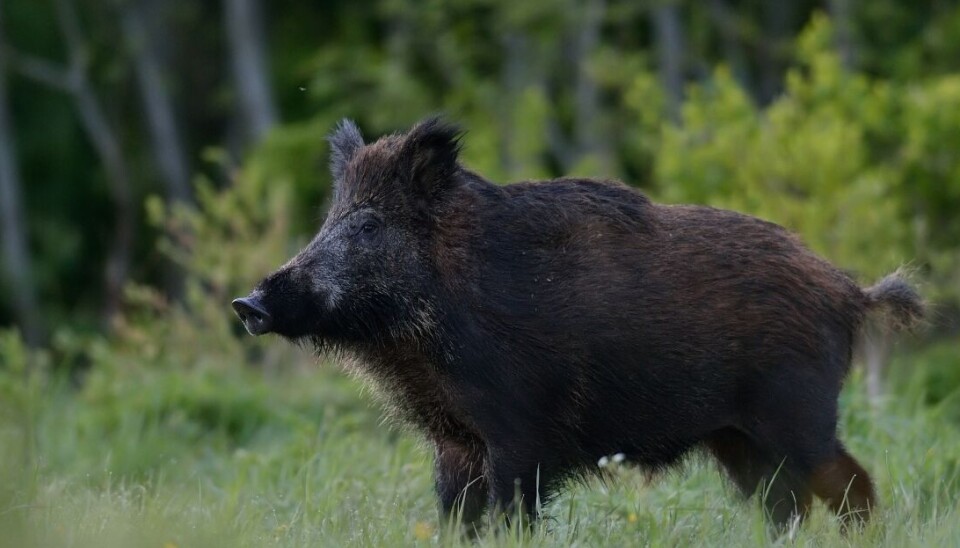 Flera döda vildsvin har hittats i Fagerstatrakten. Nu har förklaringen kommit.