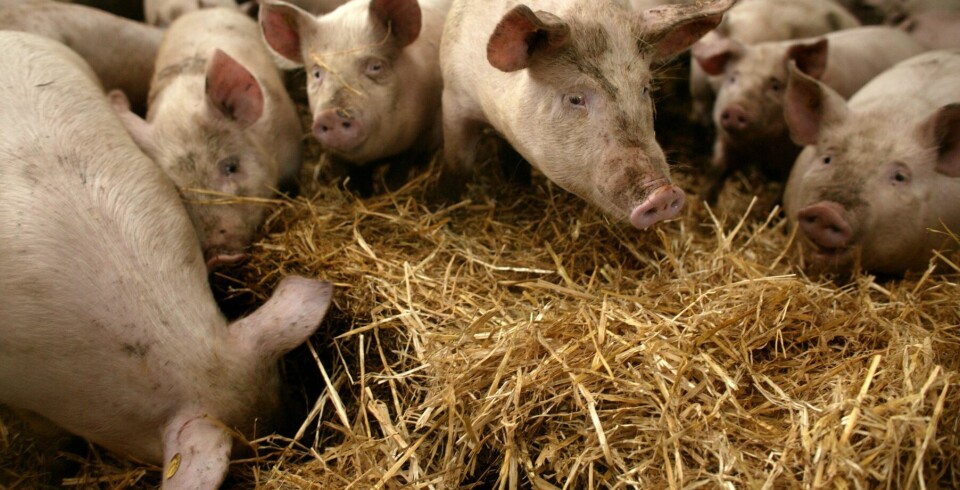 Jordbruksverket har beslutat att alla grisar i den smittade zonen ska avlivas.
