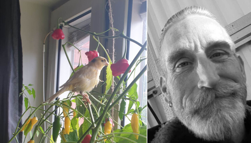 Pippi på chili. Linus Sveninge fick oväntat besök i lägenheten. Den exotiska fågeln sitter gärna på chiliplantorna. Pippi på chili. Linus Sveninge fick oväntat besök i lägenheten. Den exotiska fågeln sitter gärna på chiliplantorna.