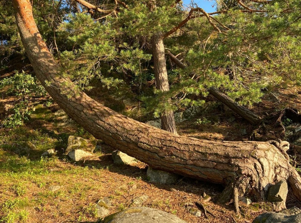 Den liggande tallen på norra Björnön i Västerås tar hem utmärkelsen årets knasigaste träd.